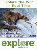 The mission of explore.org is to champion the selfless acts of others, create a portal into the soul of humanity and inspire lifelong learning. Explore.org is the world's leading philanthropic live nature cam network and documentary film channel.